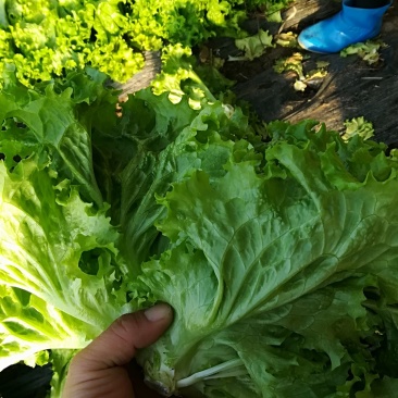 精品生菜，喜欢的来
