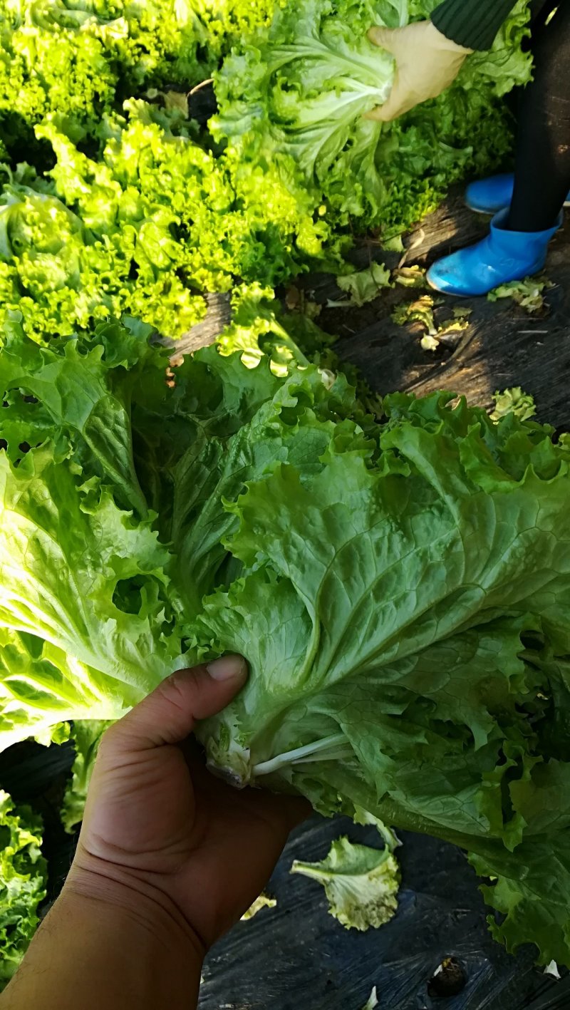 精品生菜，喜欢的来