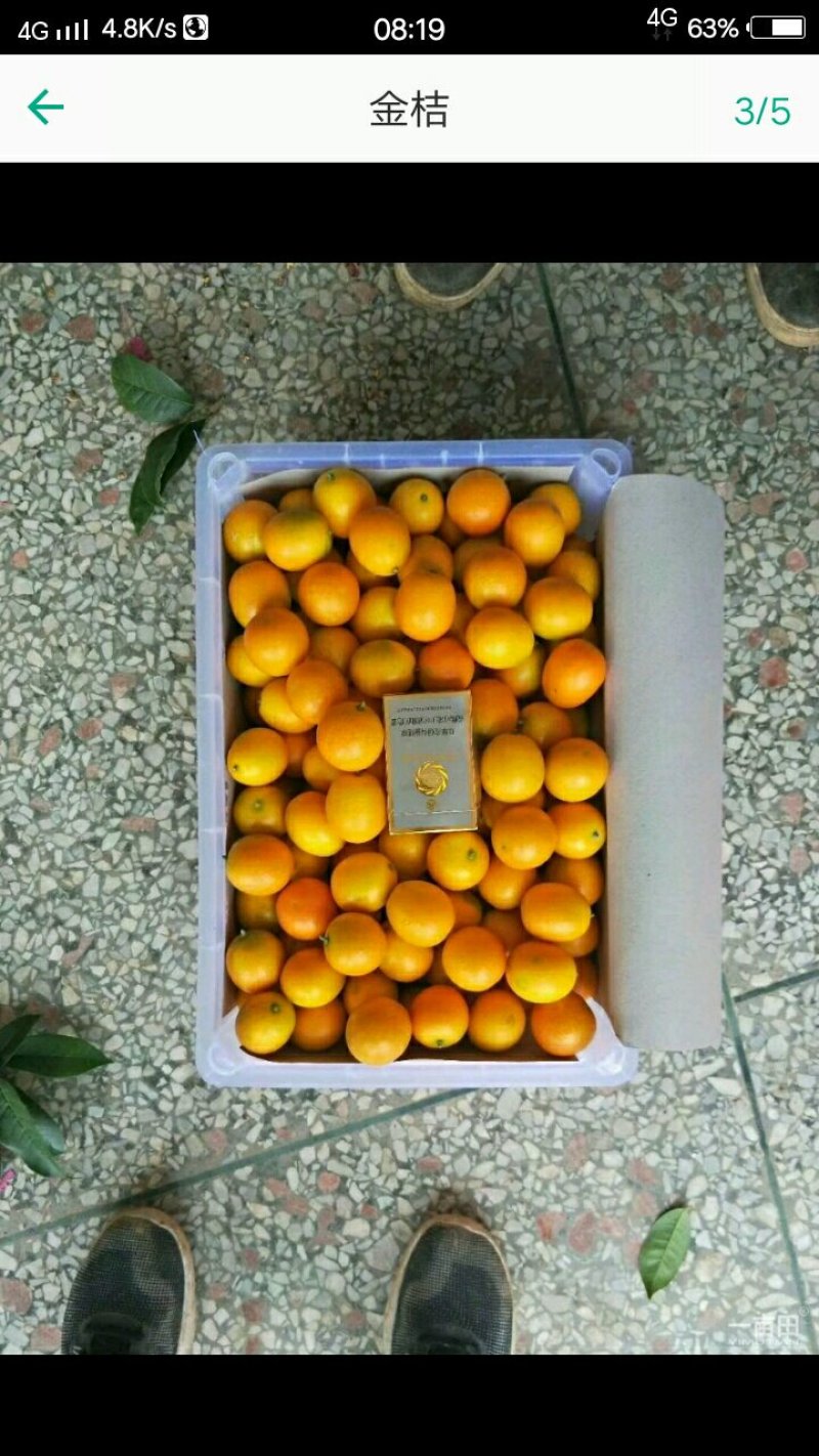 金桔孕妇水果