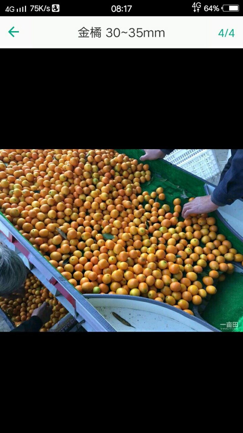 金桔孕妇水果