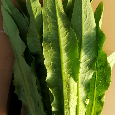 精品油麦菜