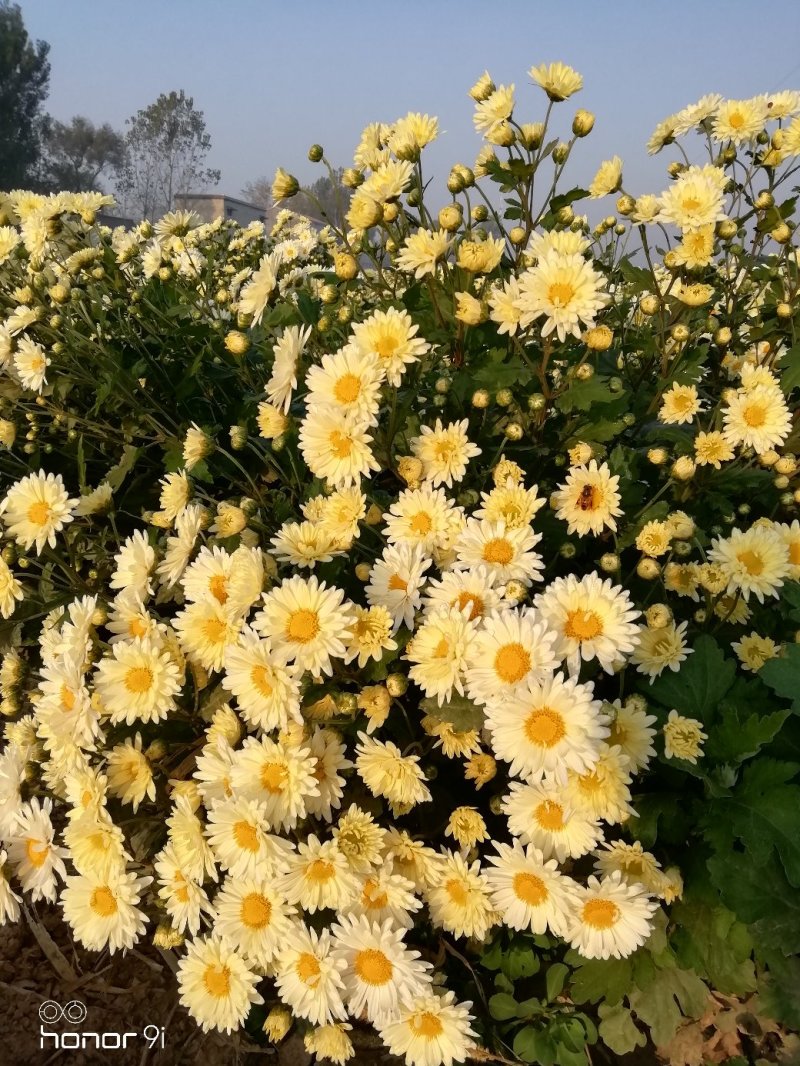 杭白菊