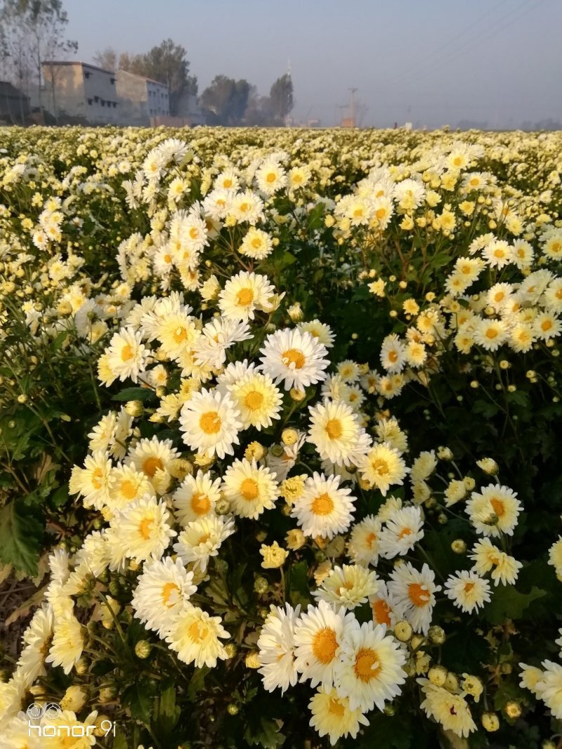 杭白菊