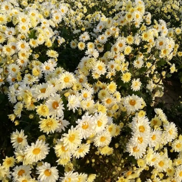 杭白菊