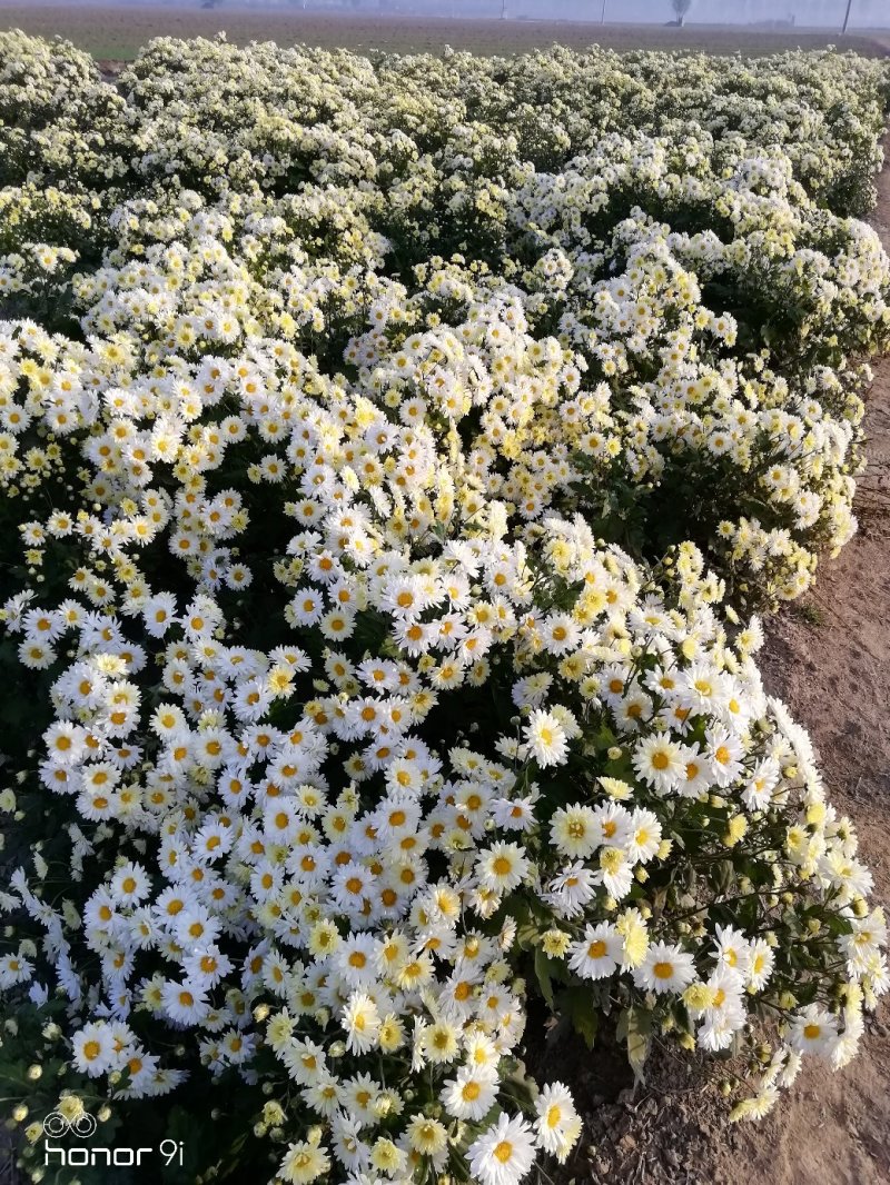 杭白菊