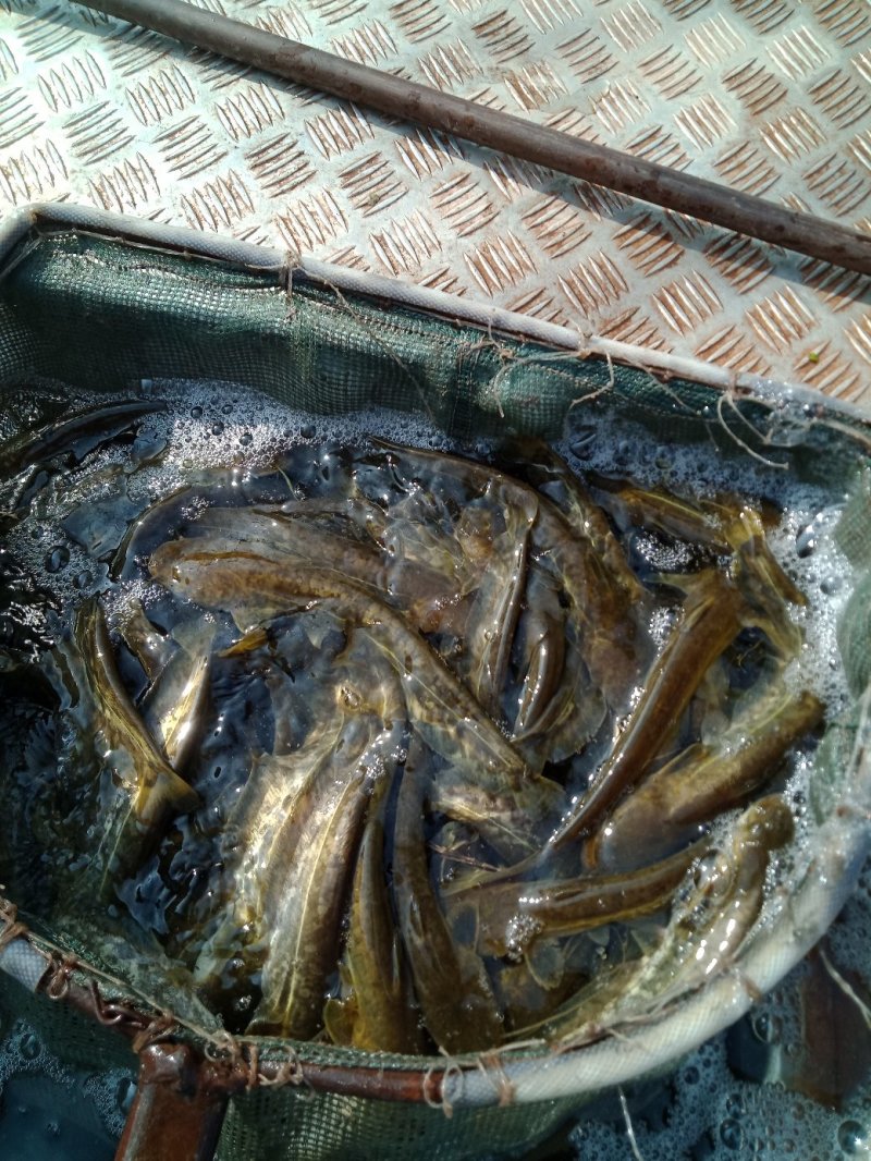 湘云鲫