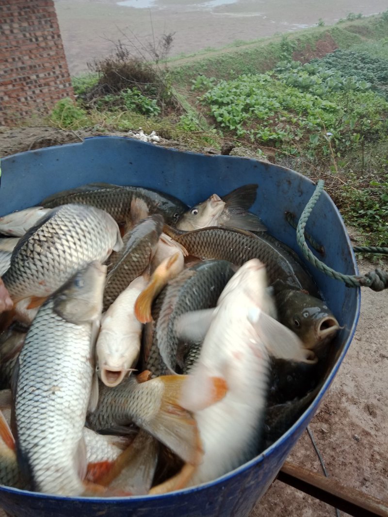 湘云鲫