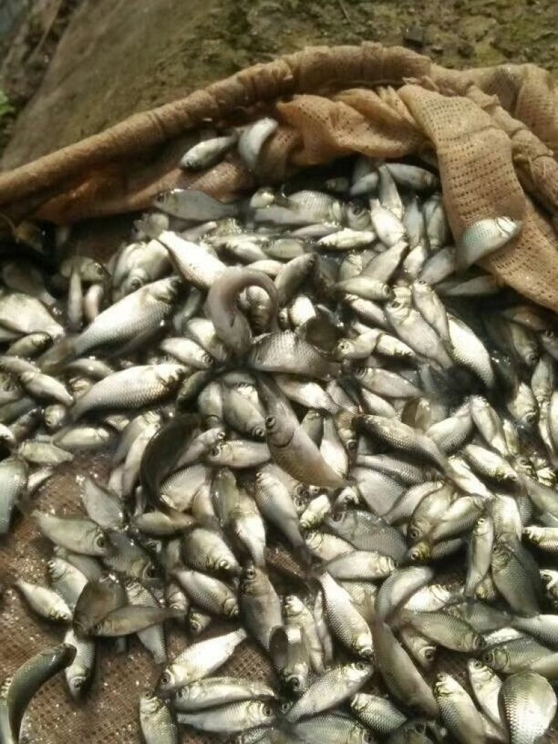 湘云鲫