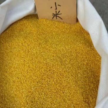 油小米