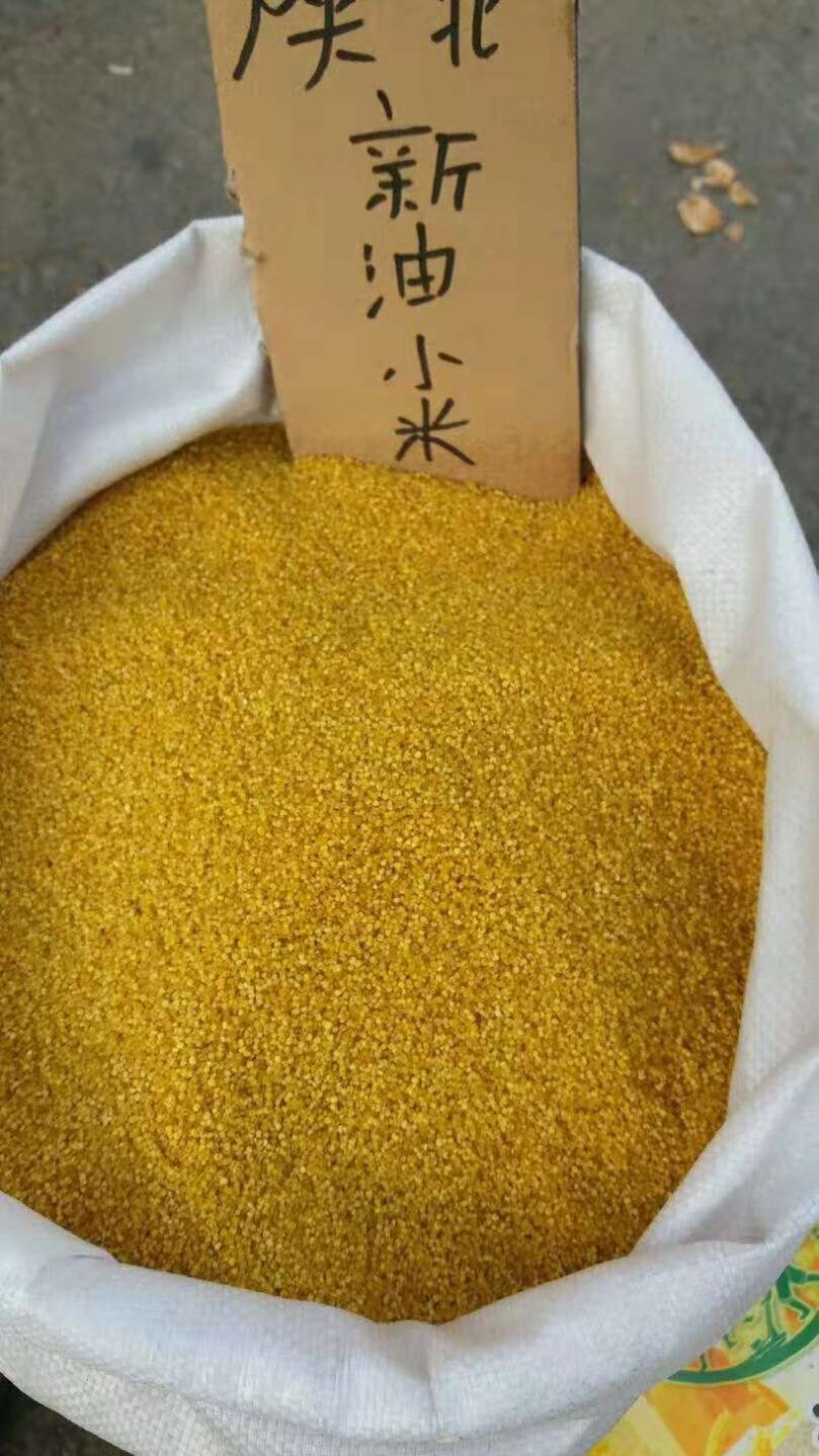 油小米