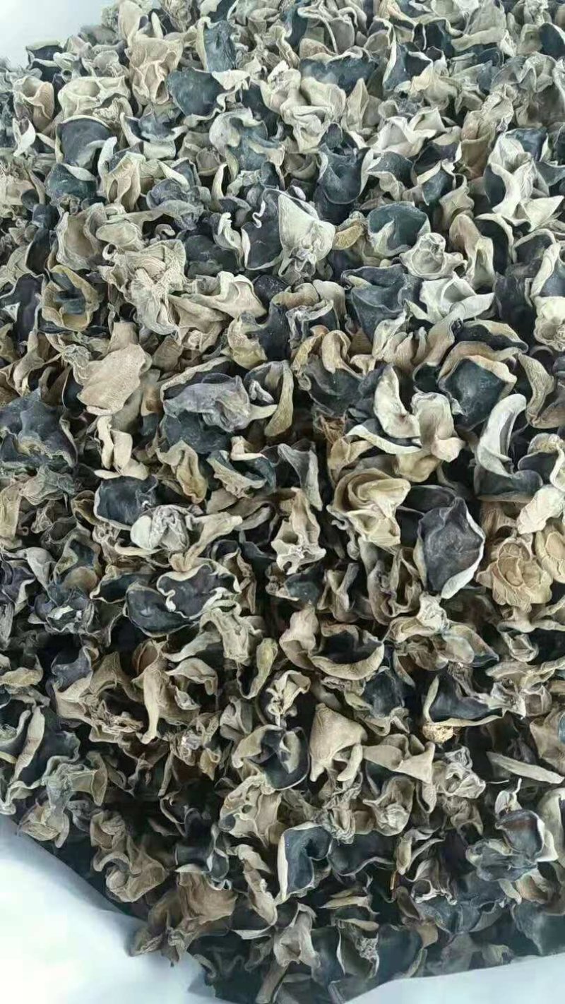 黑木耳