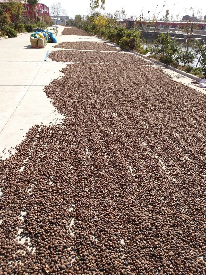 油茶籽，高山小米子出油率高！