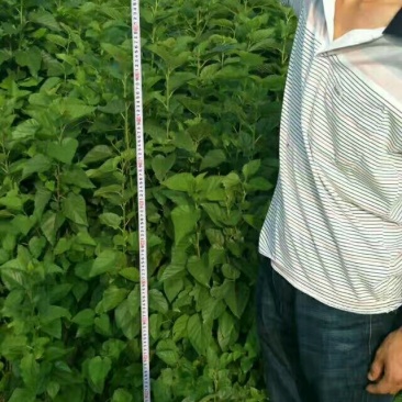 大量供应桑树苗蛋白桑树苗