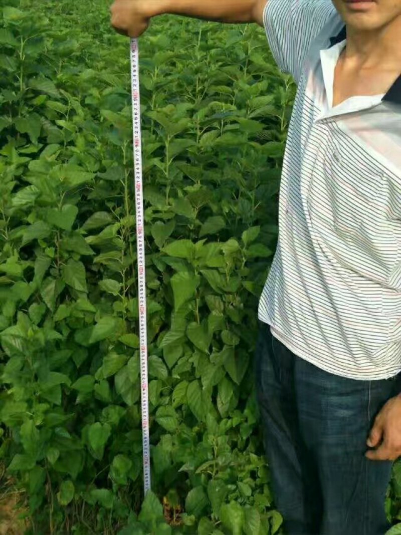 大量供应桑树苗蛋白桑树苗