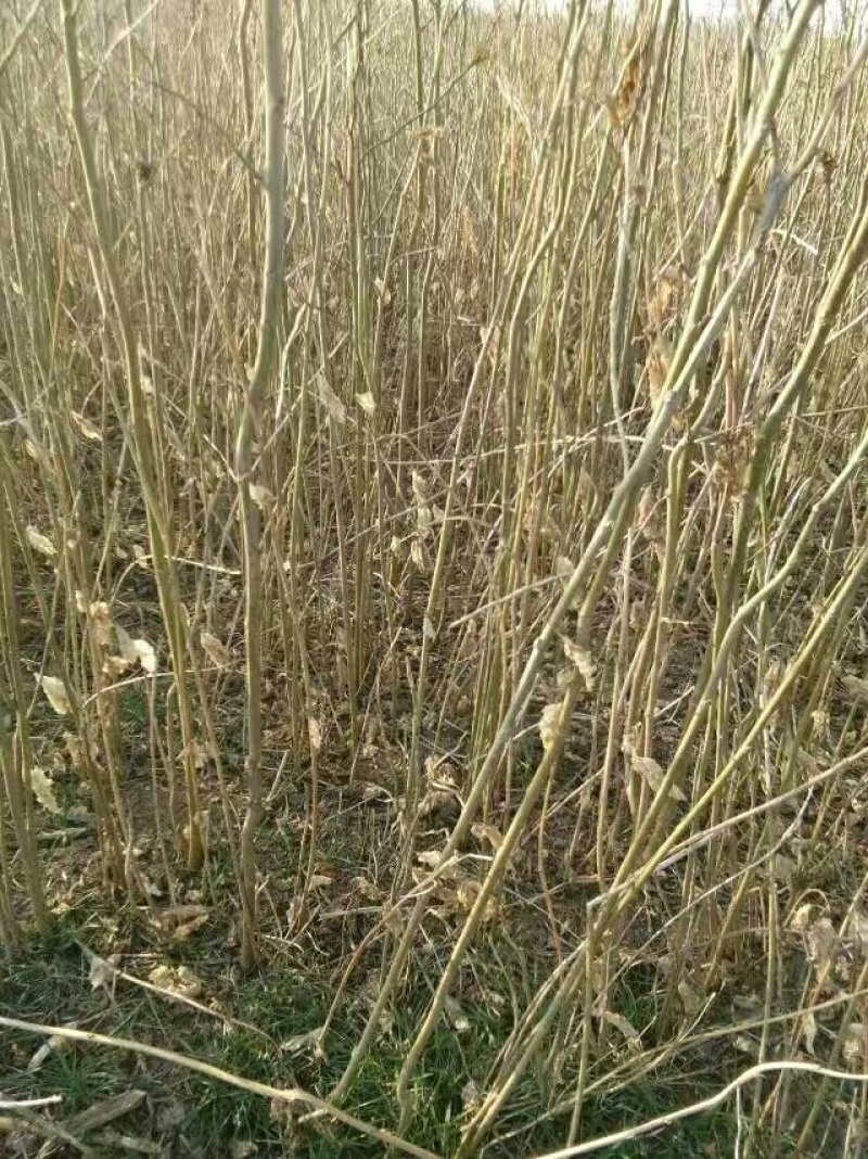 大量供应桑树苗蛋白桑树苗