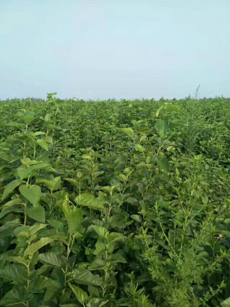 大量供应桑树苗蛋白桑树苗