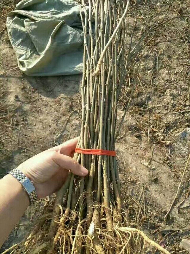 大量供应桑树苗蛋白桑树苗