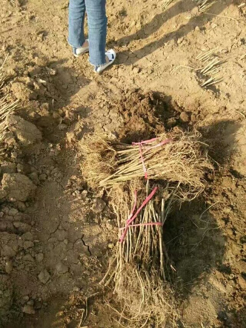 大量供应桑树苗蛋白桑树苗