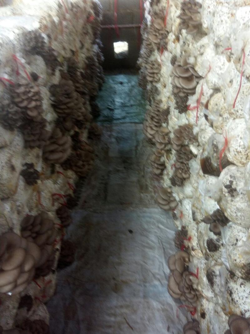 头茬鲜平菇大量供货中。