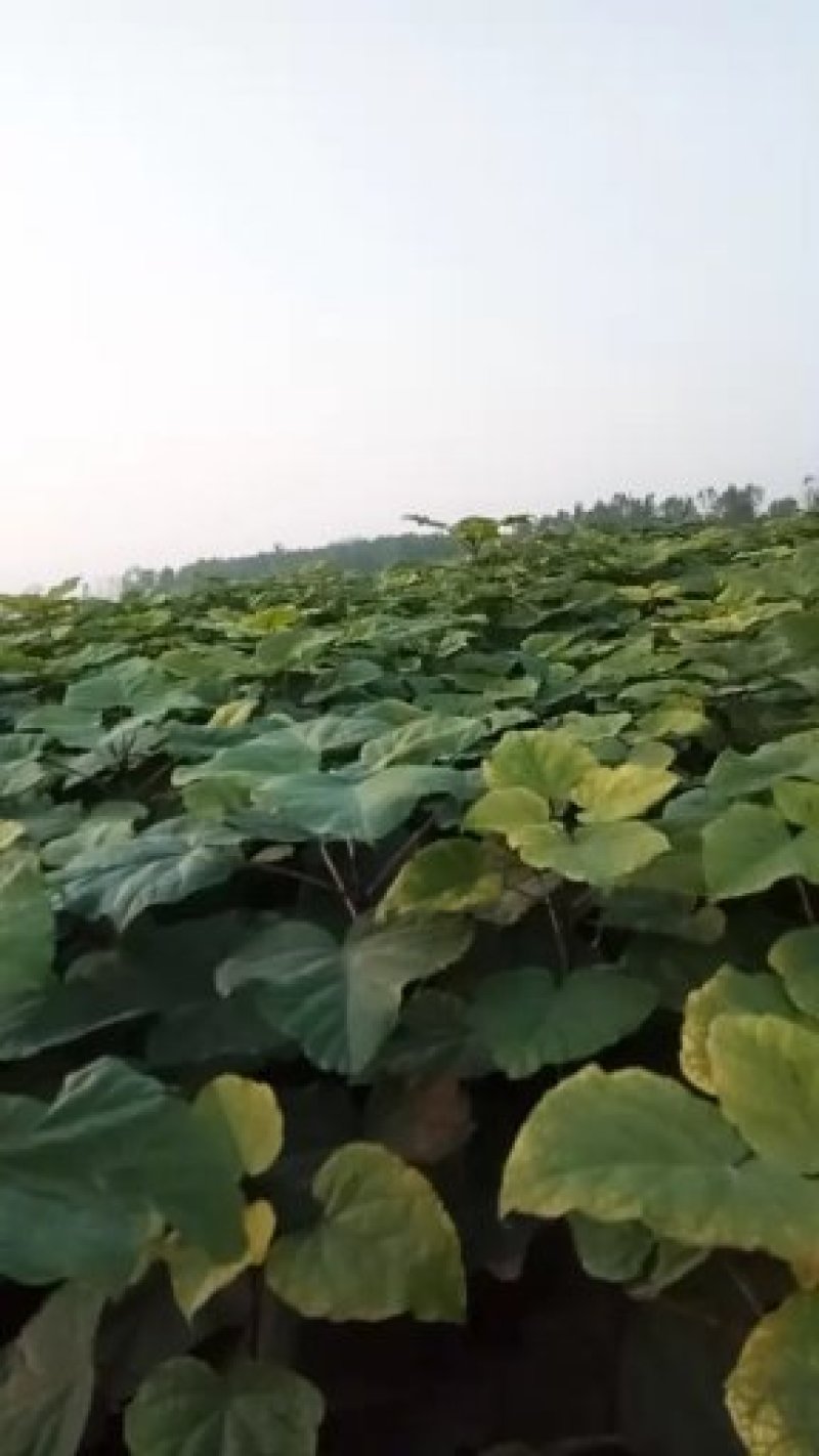 梓树苗