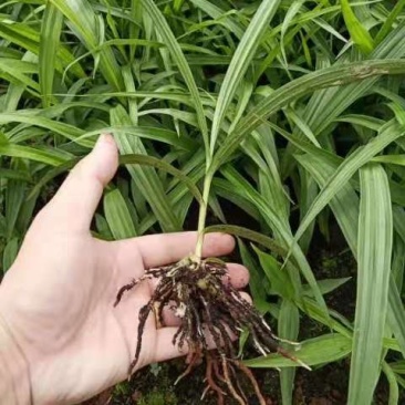 紫花三叉白芨苗