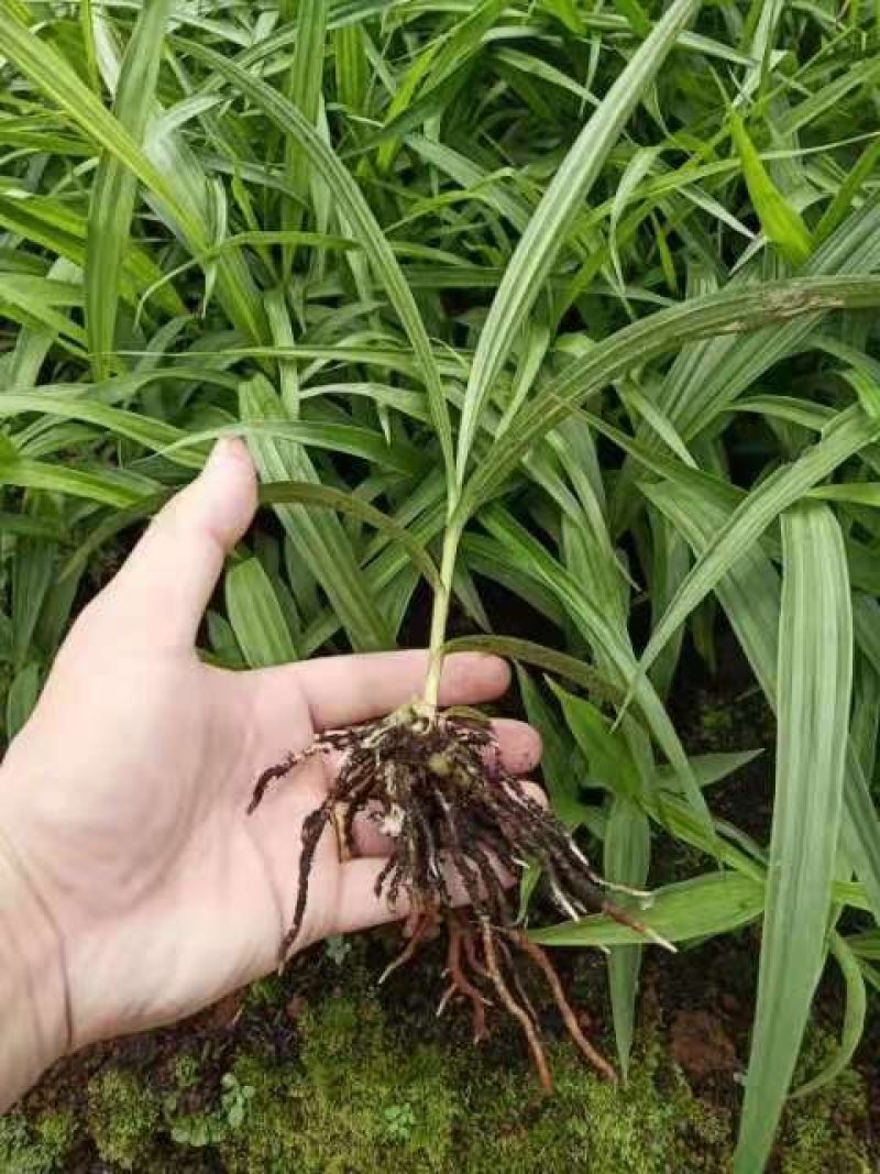 紫花三叉白芨苗
