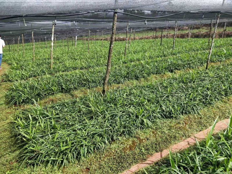 紫花三叉白芨苗
