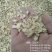 陇西黄芪尾渣量大从优切片过筛后的最小片养殖场专用