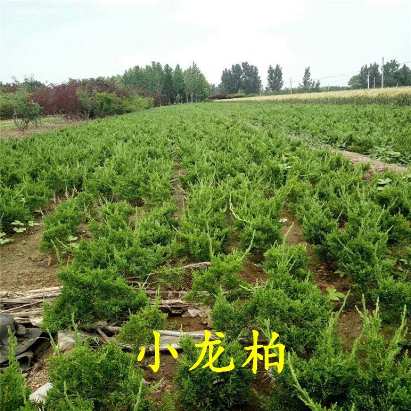 龙柏苗小龙柏