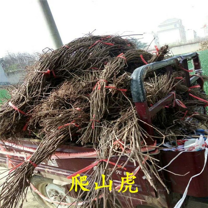 爬山虎苗五叶地锦
