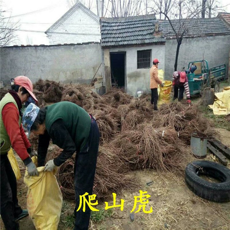 爬山虎苗五叶地锦