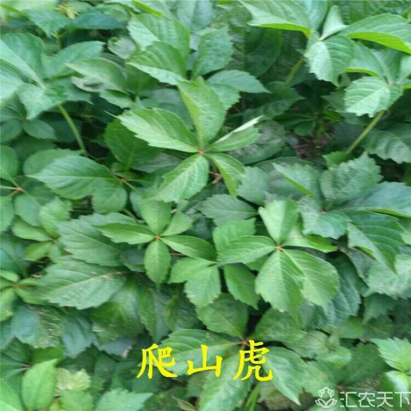 爬山虎苗五叶地锦
