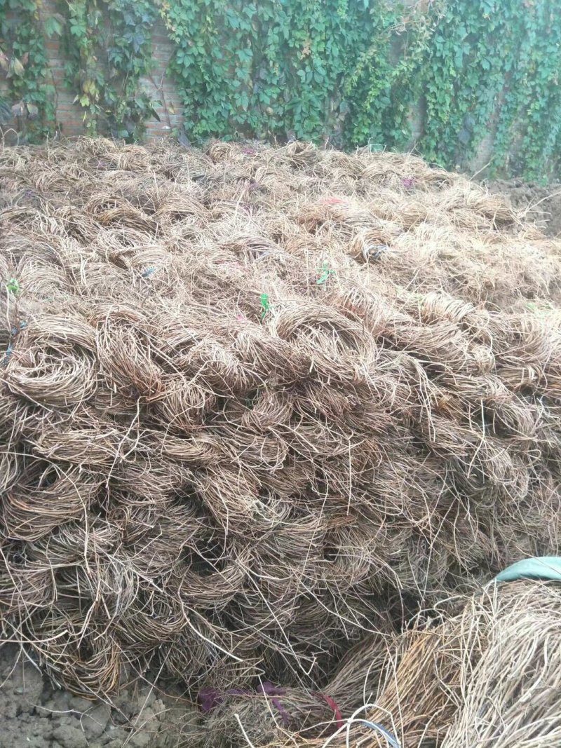 爬山虎苗五叶地锦