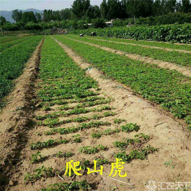 爬山虎苗五叶地锦