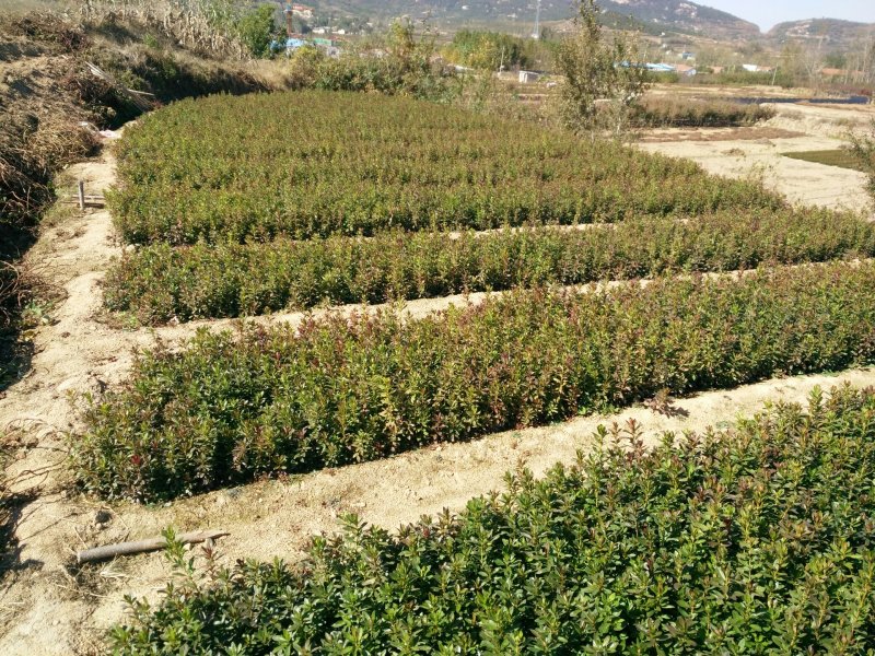 杜鹃，精品映山红，产地货源，品质保证，欢迎下单