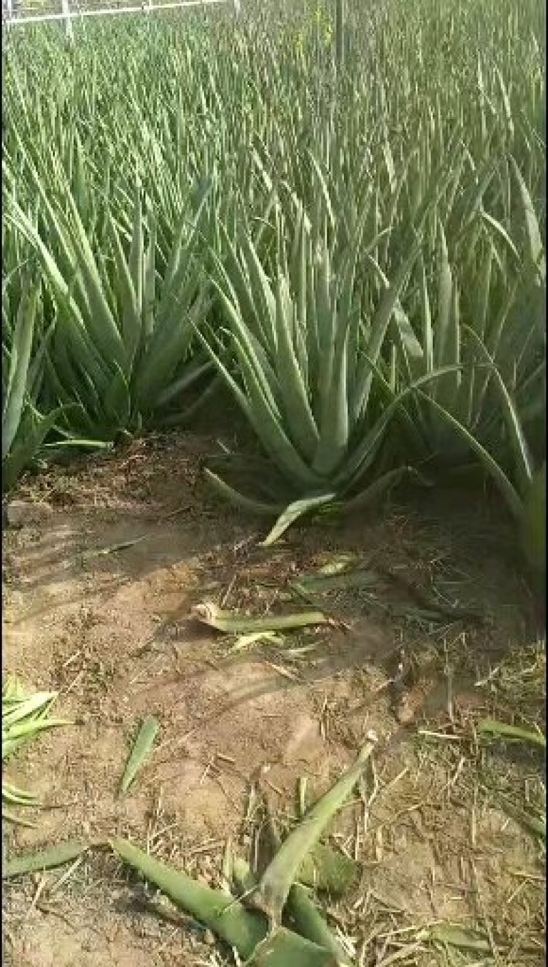 挖芦荟喽！