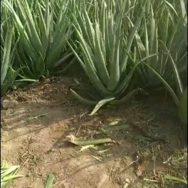 挖芦荟喽！