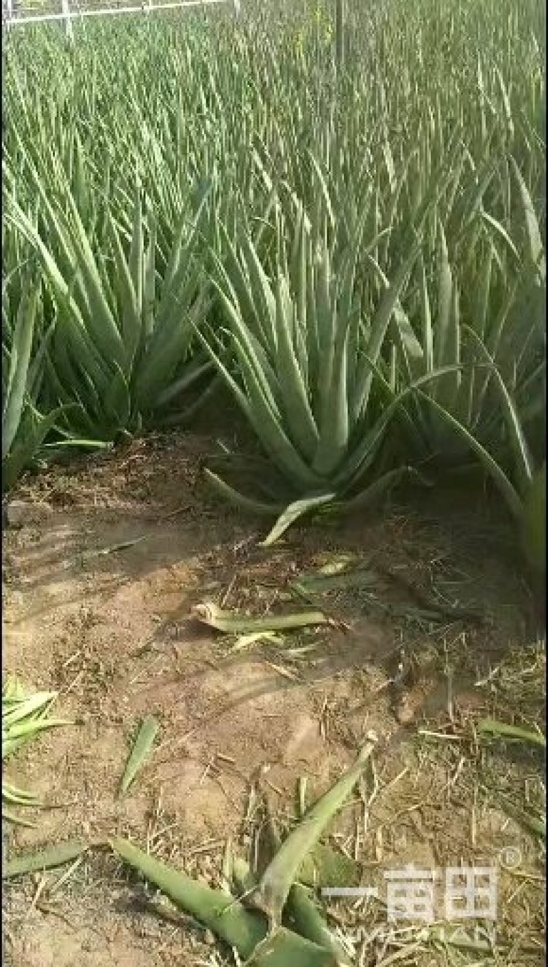 挖芦荟喽！