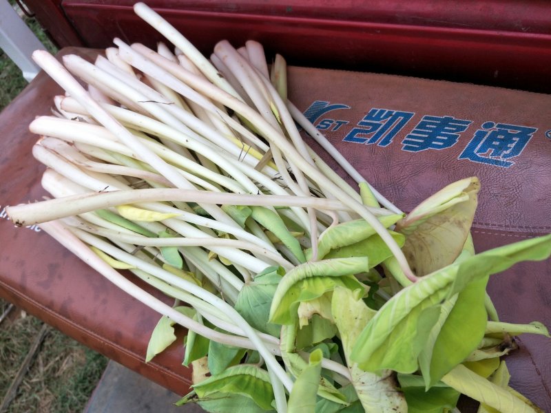 芋芽菜