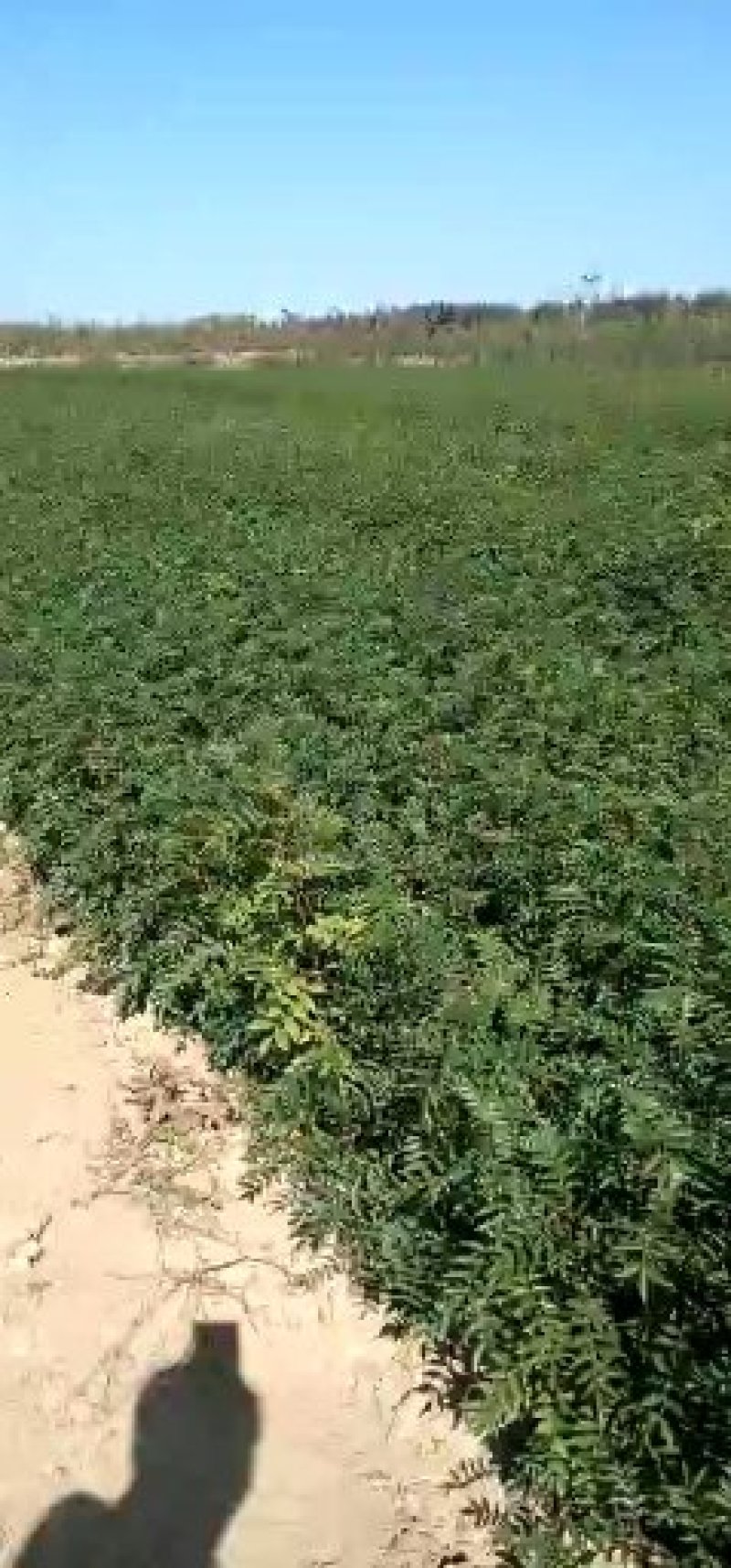 精品大红袍花椒苗