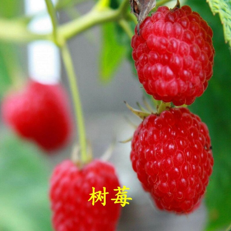 双季树莓苗丰满红秋福