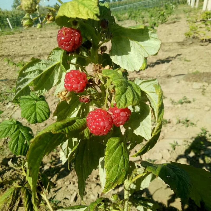 双季树莓苗丰满红秋福