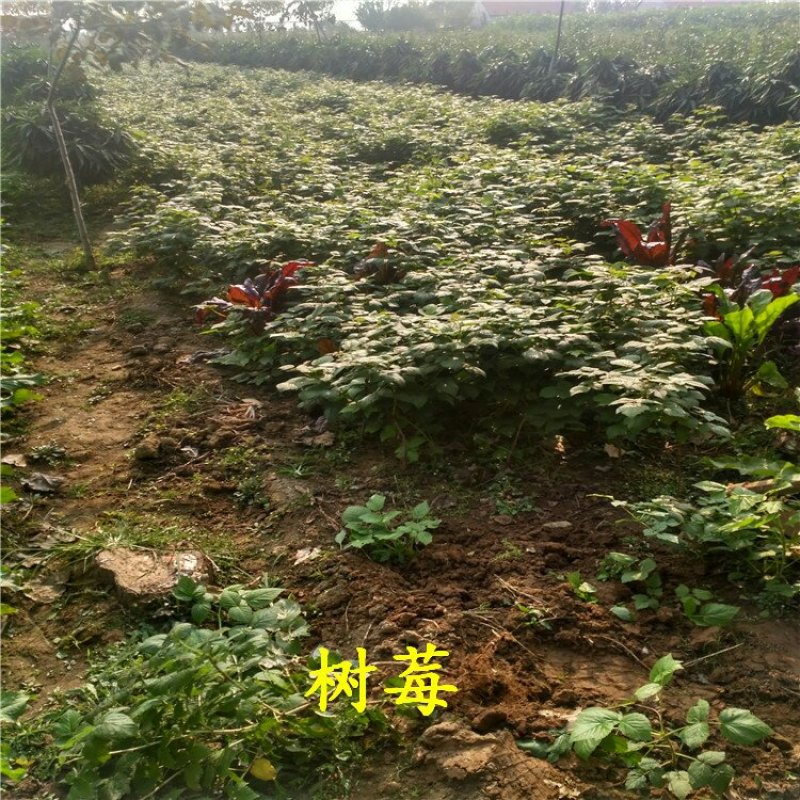 双季树莓苗丰满红秋福