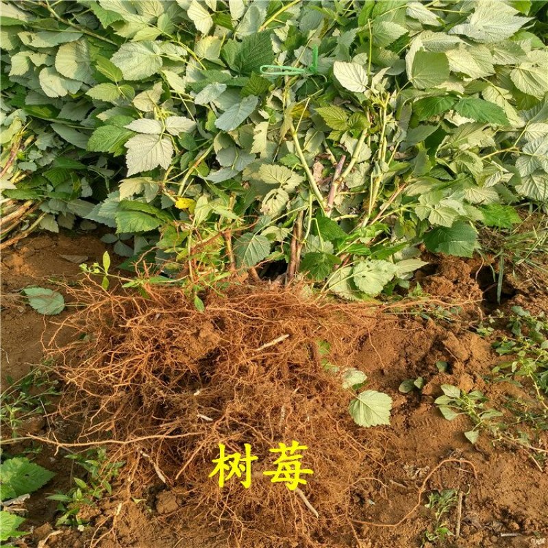 双季树莓苗丰满红秋福