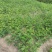 大红袍花椒苗产地直供、现挖现买、质量保证