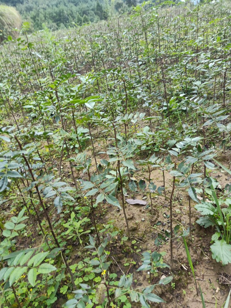 大红袍花椒苗产地直供、现挖现买、质量保证