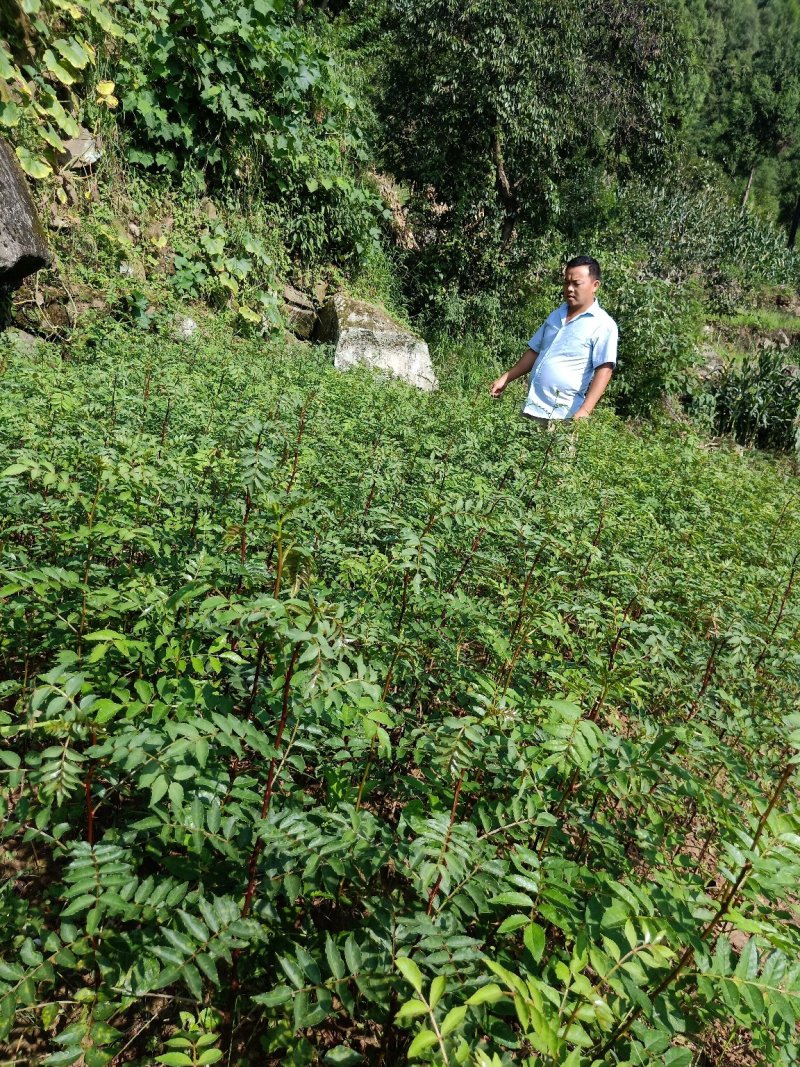 大红袍花椒苗产地直供、现挖现买、质量保证