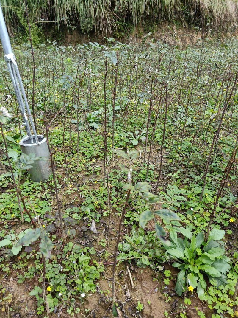 大红袍花椒苗产地直供、现挖现买、质量保证