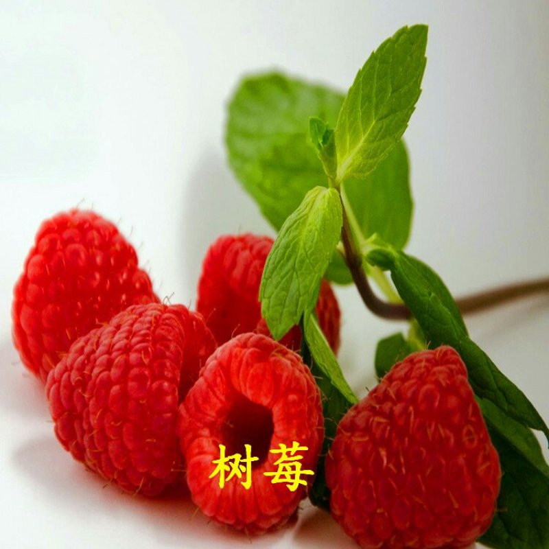 树莓苗红树莓苗