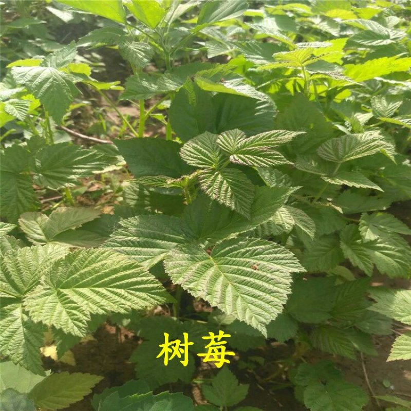树莓苗红树莓苗